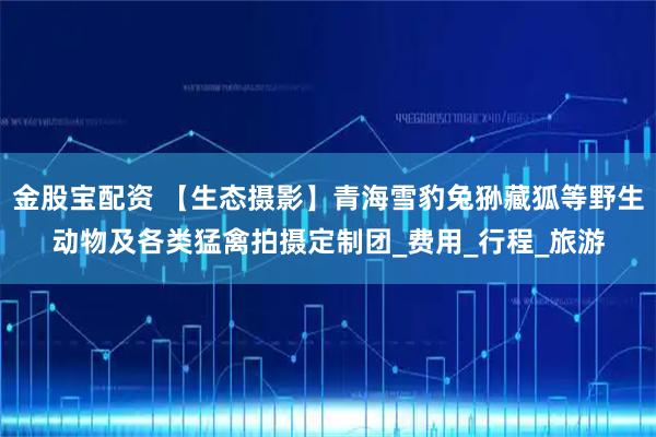 金股宝配资 【生态摄影】青海雪豹兔狲藏狐等野生动物及各类猛禽拍摄定制团_费用_行程_旅游